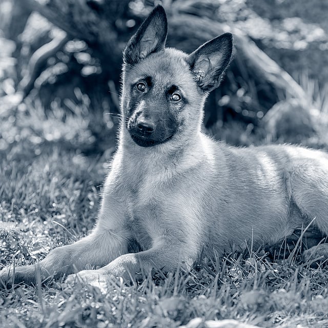 En Malinois valp ligger i gräset.