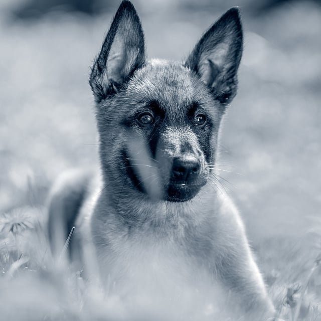 Liten Malinois-valp sitter ute i gräset.