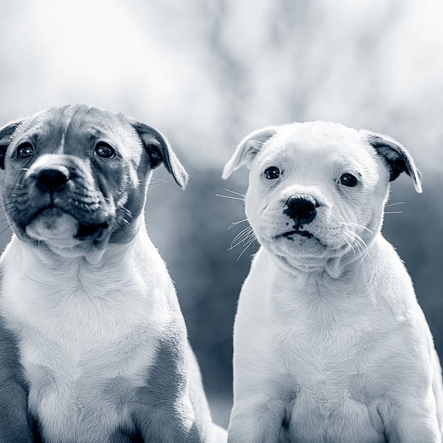 Två Amstaff valpar sitter på gräsmattan och kollar ut. En av dem är dubbelfärgad och den andra är vit.