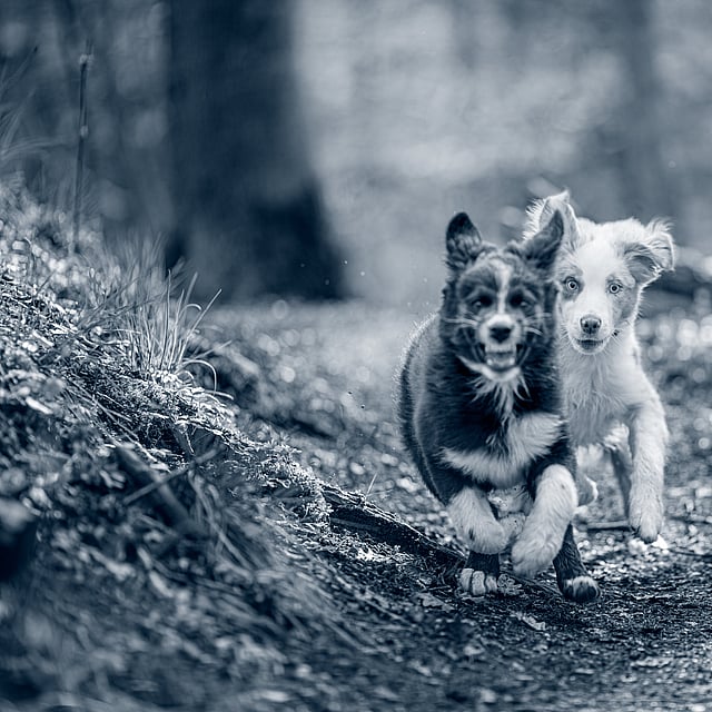 Två hundar springer tillsammans i skogen.