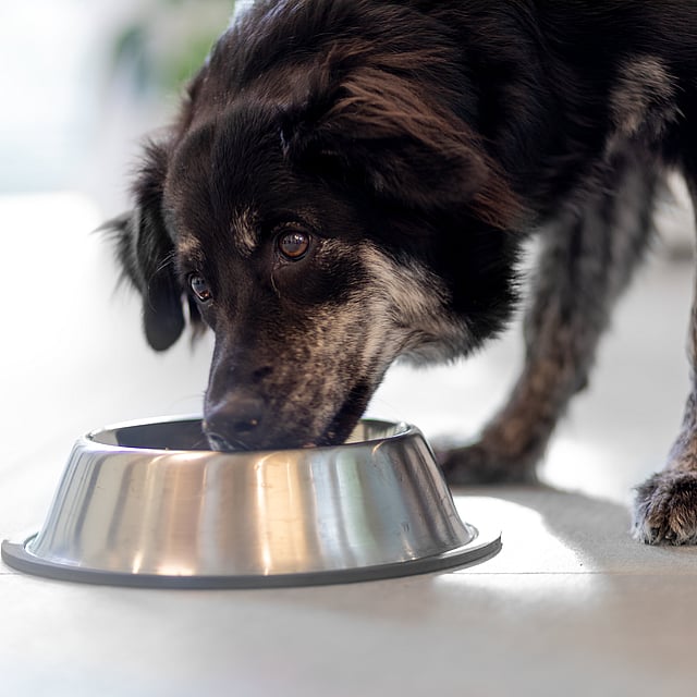 En svartfläckig hund böjer sig ner och äter från en silvrig hundskål.