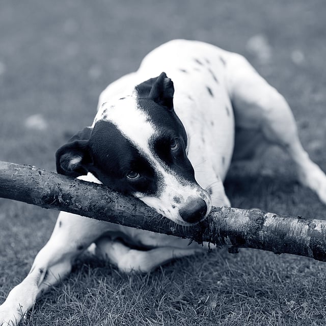 En svartvit hund leker med en stor pinne.