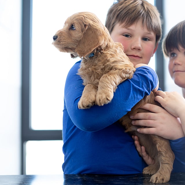Två barn som håller en hund.