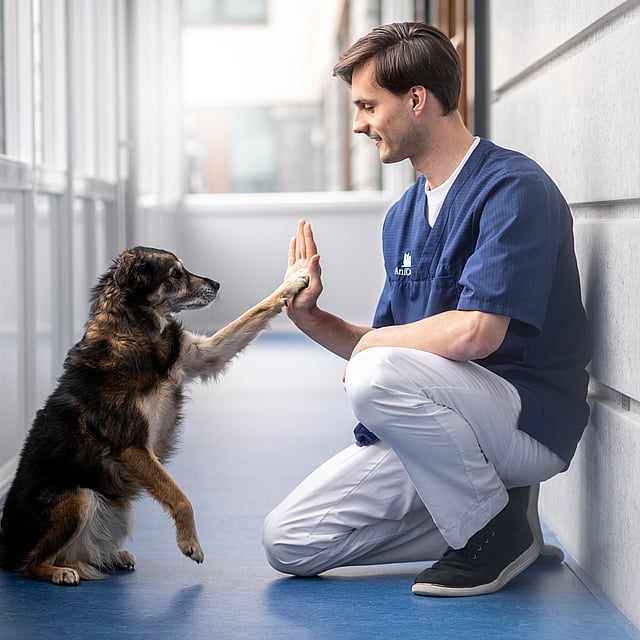 Manlig veterinär sitter på golvet och gör high-five med en hund.