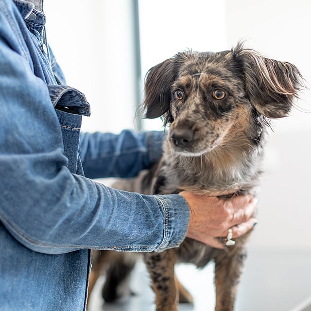 En person klappar på en hund som står och tittar bort.