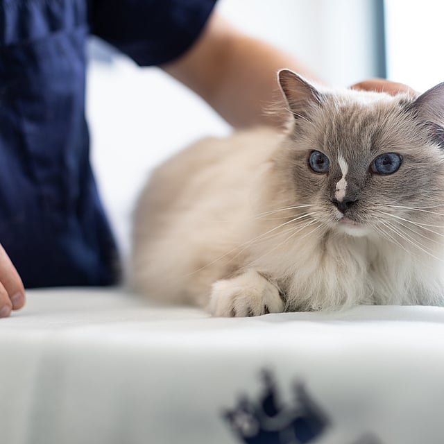 Ljushårig katt med blåa ögon ligger på ett undersökningsbord och kollar åt vänster.