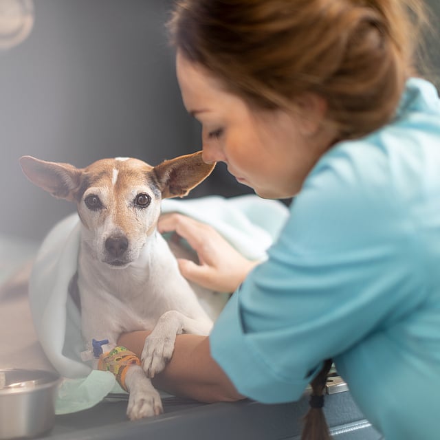 Kvinnlig veterinär undersöker en hund. Hunden ligger på ett undersökningsbord, inlindad i filt.