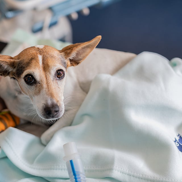 En hund har ett plåster runt ena frambenet och ligger med en filt.
