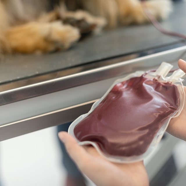 Veterinär håller i en blodpåse som kommer från en blodgivarhund.
