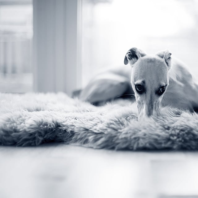 En Italian Greyhound ligger på golvet och gömmer nosen i en matta.