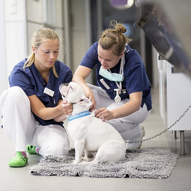 Två kvinnor i skrubbar som klappar en hund.