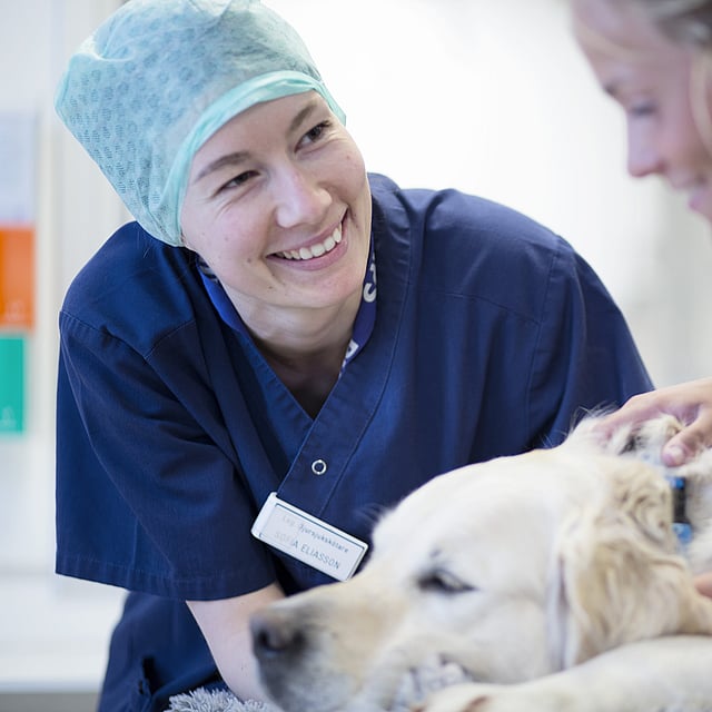 En ljushårig hund ligger ner och två veterinärer klappar på den och ler.