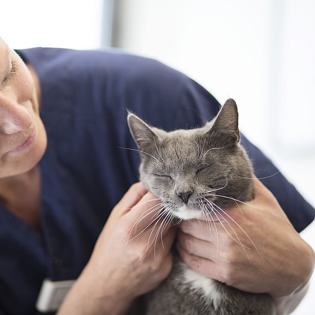 Blond, kvinnlig veterinär iklädd blåa vårdkläder klappar en grå katt som blundar.