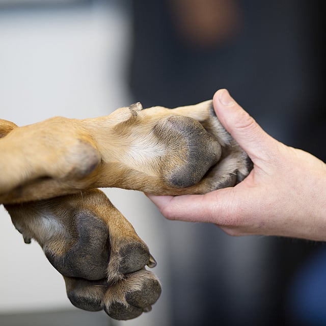 En hand håller i en hunds tassar.