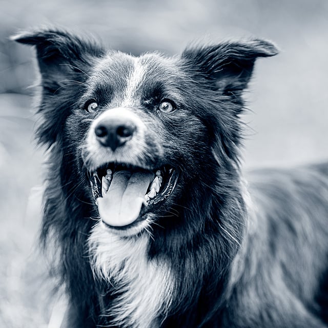 En glad svartvit hund i gräset.