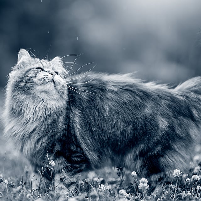 En långhårig, mörk katt promenerar ute i naturen bland blommorna och kollar uppåt.