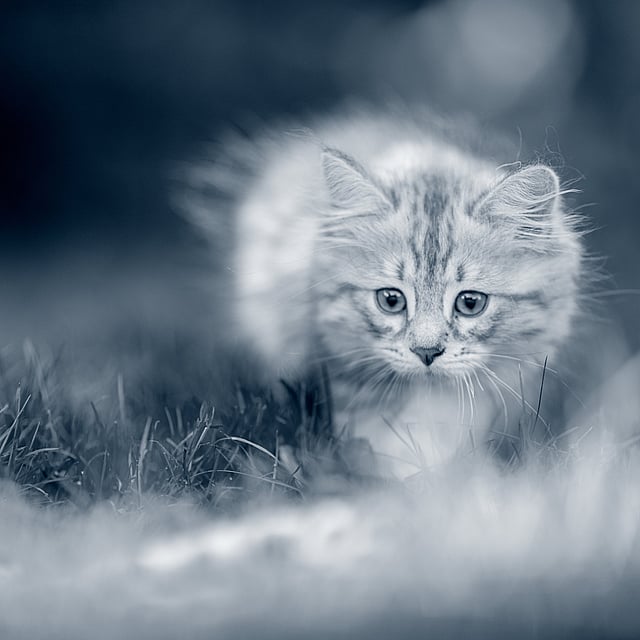 Kattunge smyger ute i naturen.