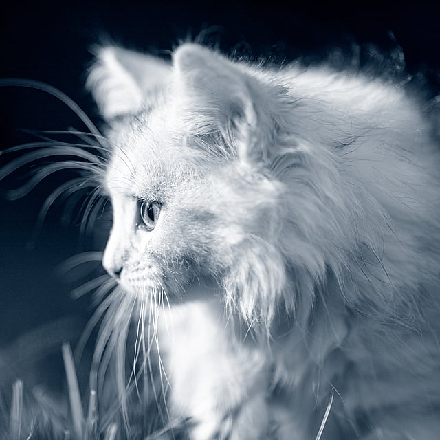En vit långhårig katt står i profil på utomhusmiljö. Bilden är i svartvitt.