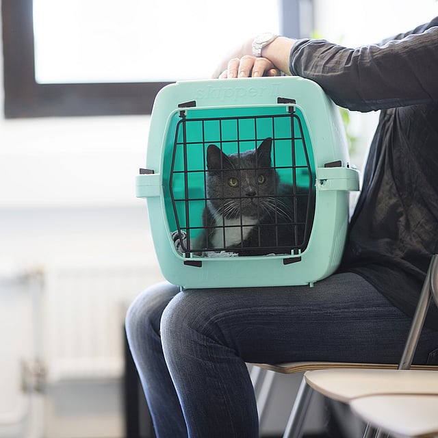 Person sitter på en stol och har en grön kattbur i sitt knä. I buren ligger en mörkgrå katt och kollar ut genom gallret.