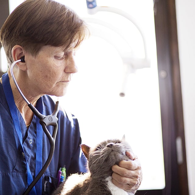 Veterinär undersöker en grå katt med stetoskop.