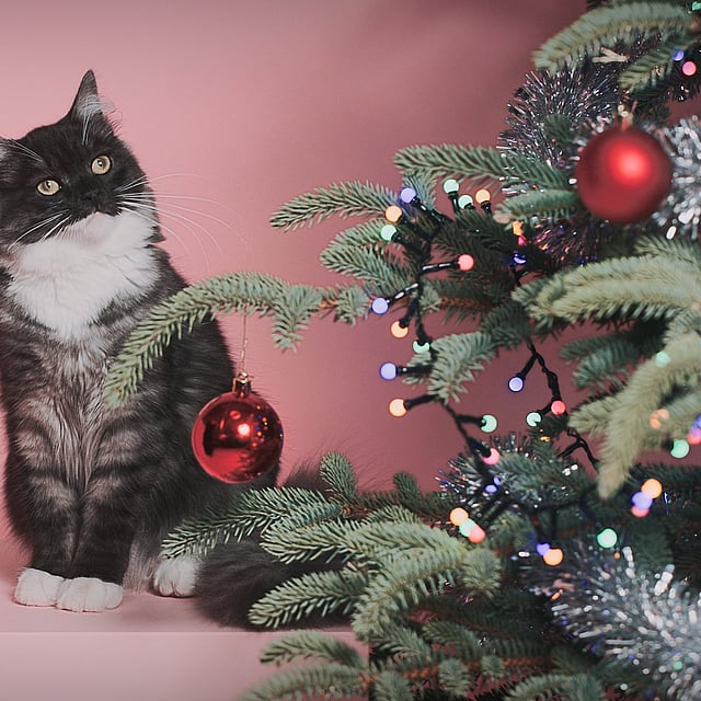 En katt står vid en julgran.