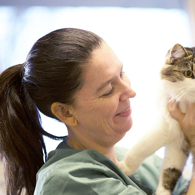 Kvinnlig veterinär med sitt bruna hår uppsatt i tofs håller upp en katt. Katten är brunvit med några mörkare ränder i den bruna delen av pälsen och har gröna ögon.