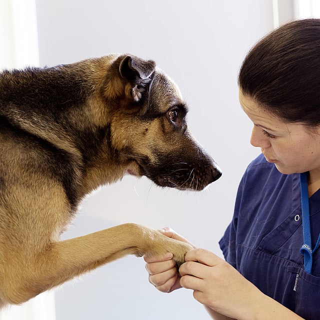 Kvinnlig veterinär pratar och kollar på en större hund och håller dens tass.