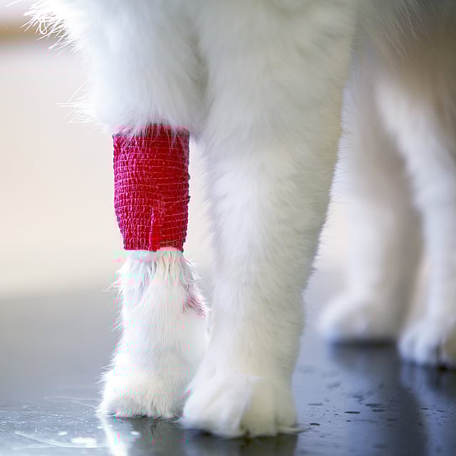 Närbild på en vit katts ben. En av frambenen har ett rött bandage lindat runt sig.