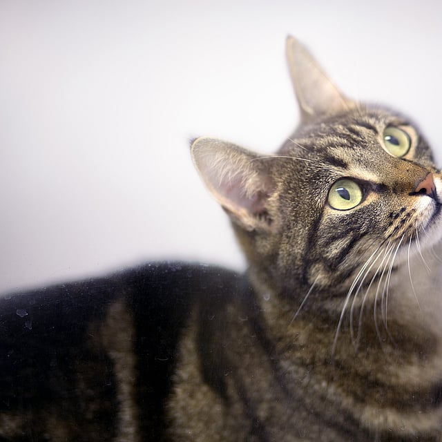 En grå katt med svarta ränder och gröna ögon tittar upp.