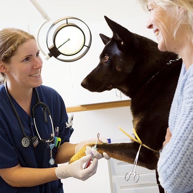 Kvinnlig veterinär undersöker en stor, svart hund. Veterinären håller i en spruta. Med dem finns även hundägaren, en kvinna.