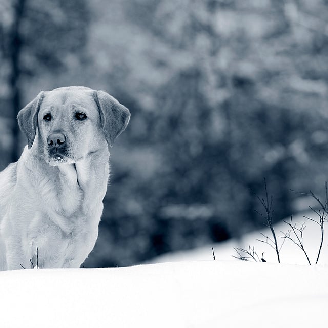 En ljushårig labrador retriever står ute i snön. Hunden har snö runt sin mun. Bilden är i svartvitt.