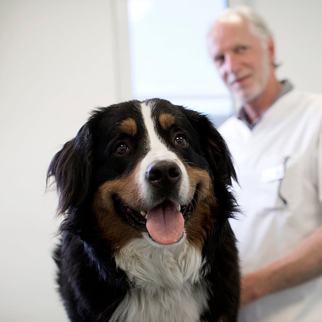 En berner sennenhund kollar mot kameran och bakom den står en äldre man i vit skjorta.