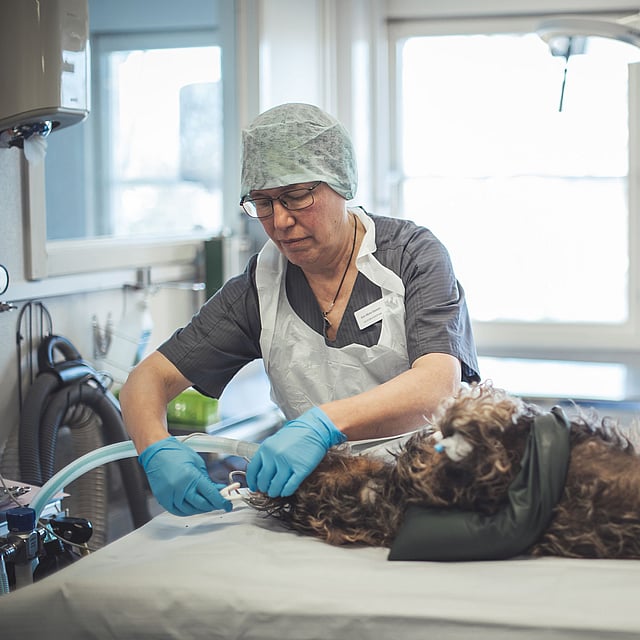 Veterinär söver ner en hund som ligger på rygg.