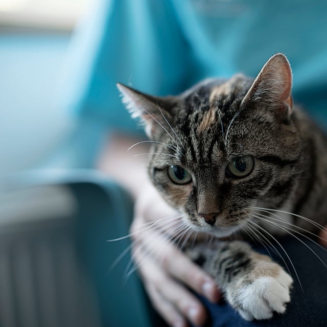 En grå katt med svarta ränder, vita tassar och gröna ögon ligger på en persons ben.