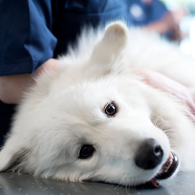 En vit finsk lapphund ligger på ett undersökningsbord och examineras.