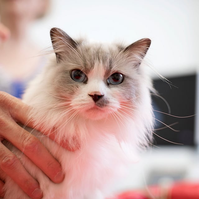 En långhårig vit katt med blåa ögon, långt morrhår och en svart fläck på nosen.