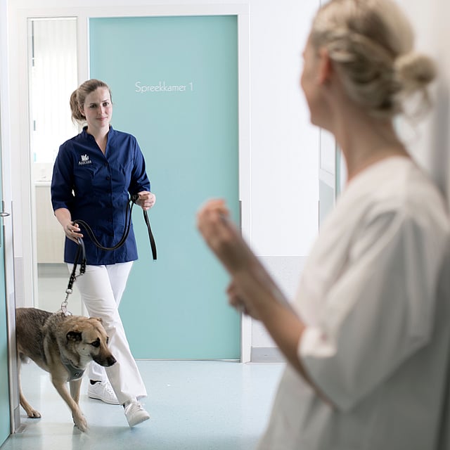 Kvinnlig veterinär går med en hund i koppel inomhus. De är påväg mot en annan kvinna som står med ryggen mot kameran.