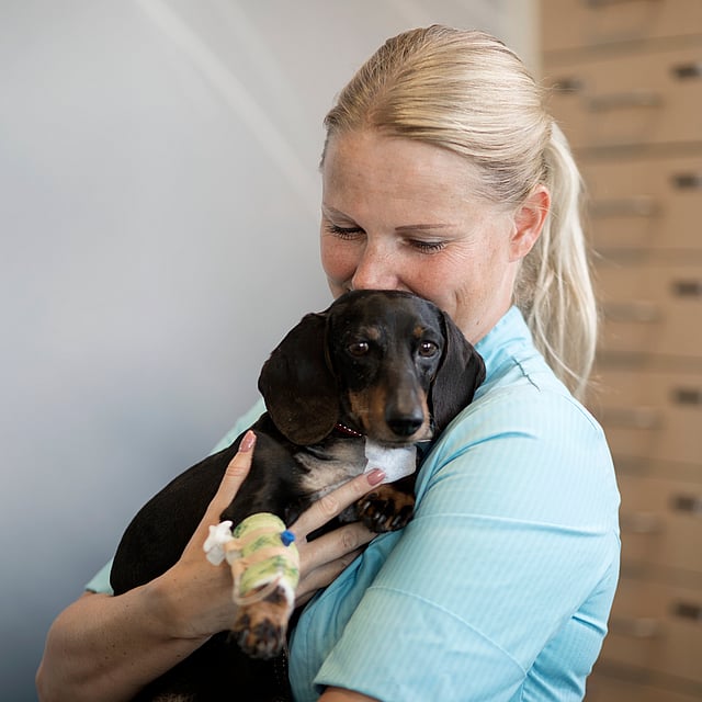 Blonde, kvinnlig veterinär håller om en svart tax med stora öron.
