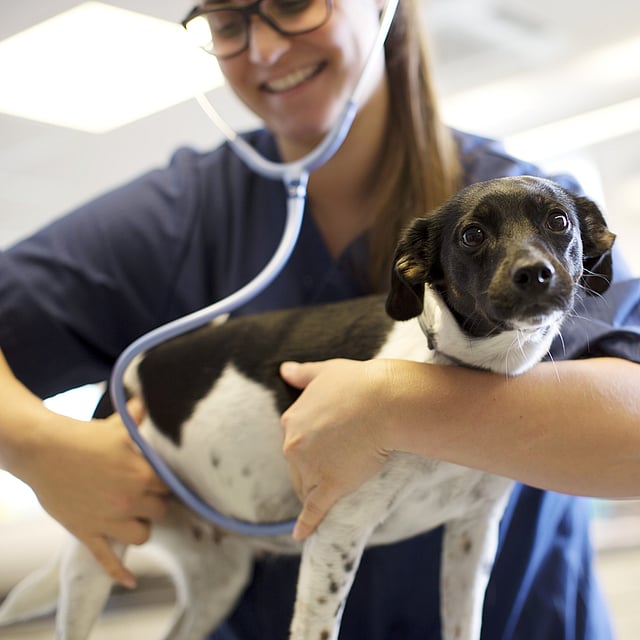 Kvinnlig veterinär med svarta glasögon undersöker en svartvit hund med stetoskop.