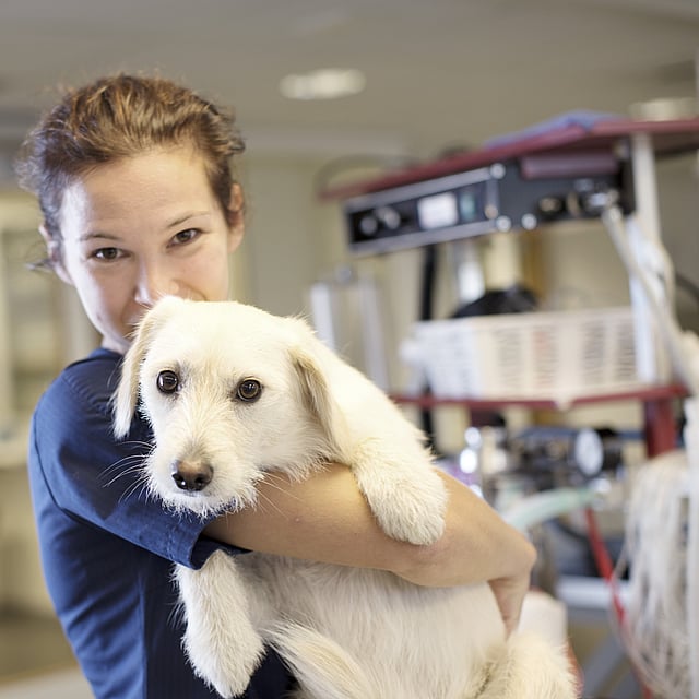 En kvinna iklädd veterinärkläder håller i en vit hund och ler mot kameran.