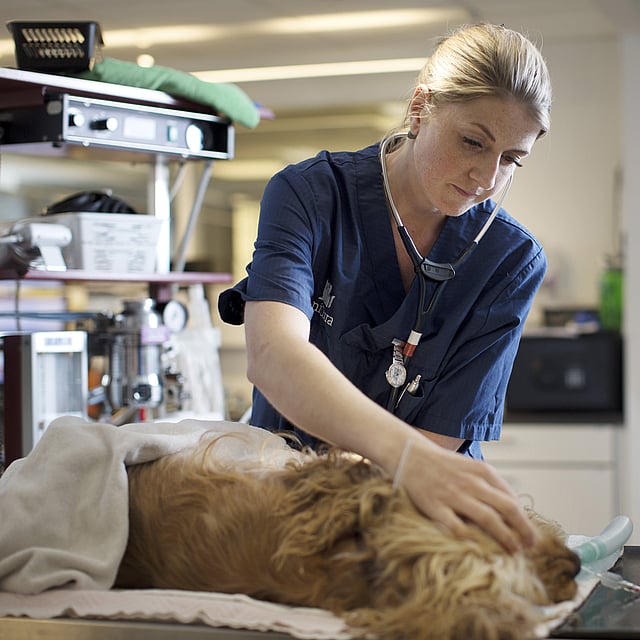 En hund ligger på ett undersökningsbord och examineras av två veterinärer. Den ena undersöker hundens mun och den andra skriver anteckningar i en block.