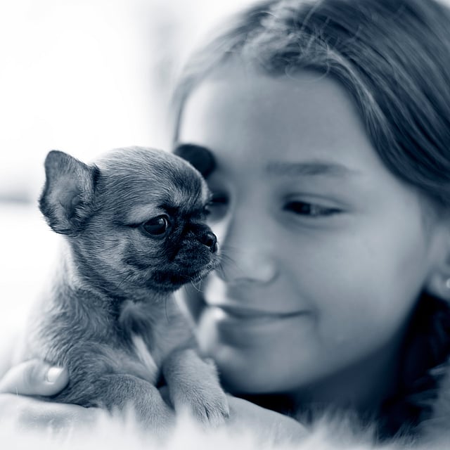 En flicka håller i en liten chihuahua valp.