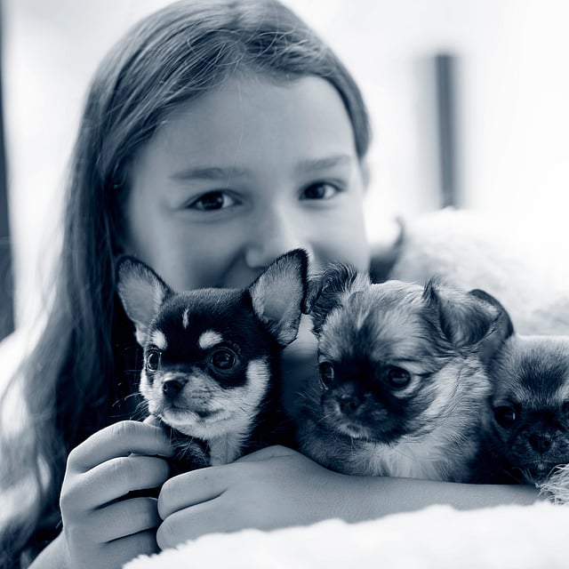 En ung, brunhårig tjej håller om tre små chihuahor.