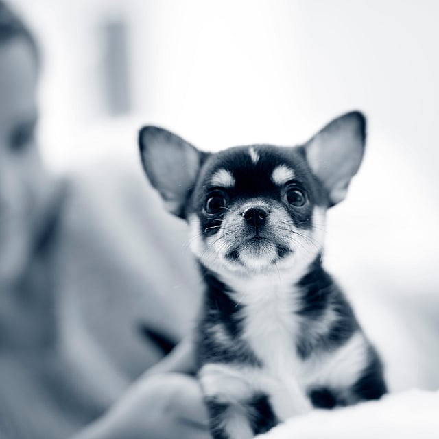 Chihuahua-valp tittar in i kameran.