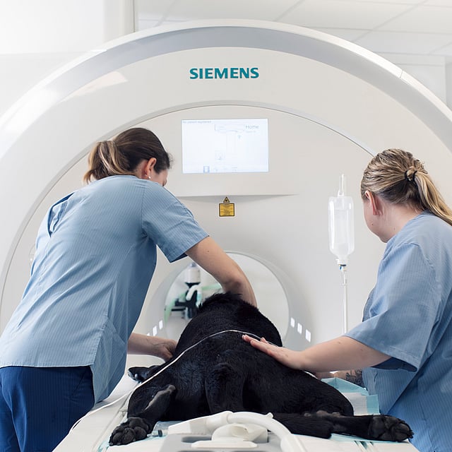 Svart hund ligger på mage och körs in i en undersökningsmaskin av två veterinärer.