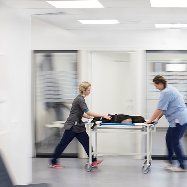 Hund ligger på ett undersökningsvagn och rullas framåt av två veterinärer.