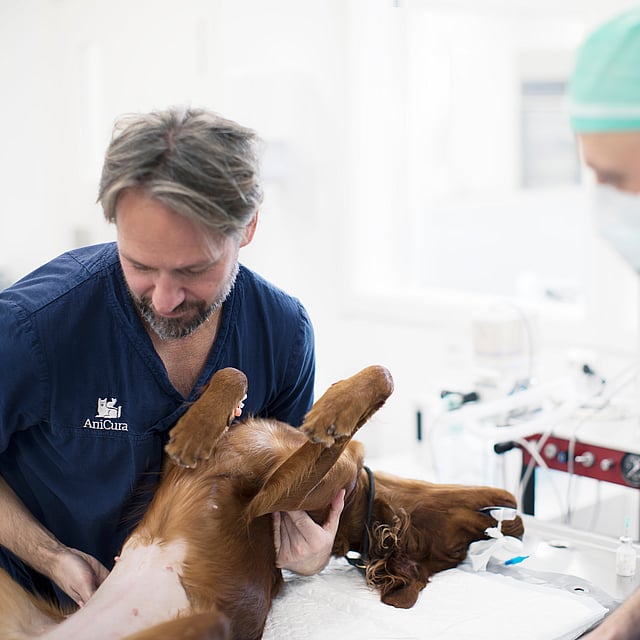 En grupp veterinärläkare undersöker en hund.