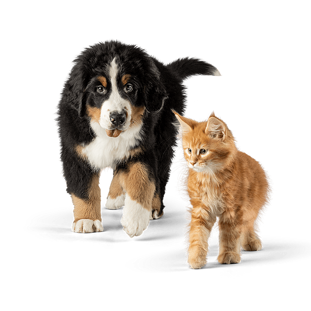 Berner sennenvalp och orange kattunge promenerar runt.