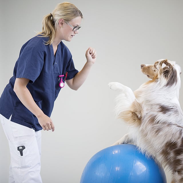 Kvinnlig veterinär gör rehabövningar med en Australian Shepherd. Hunden står på två ben och balanserar överkroppen på en stor, blå träningsboll.