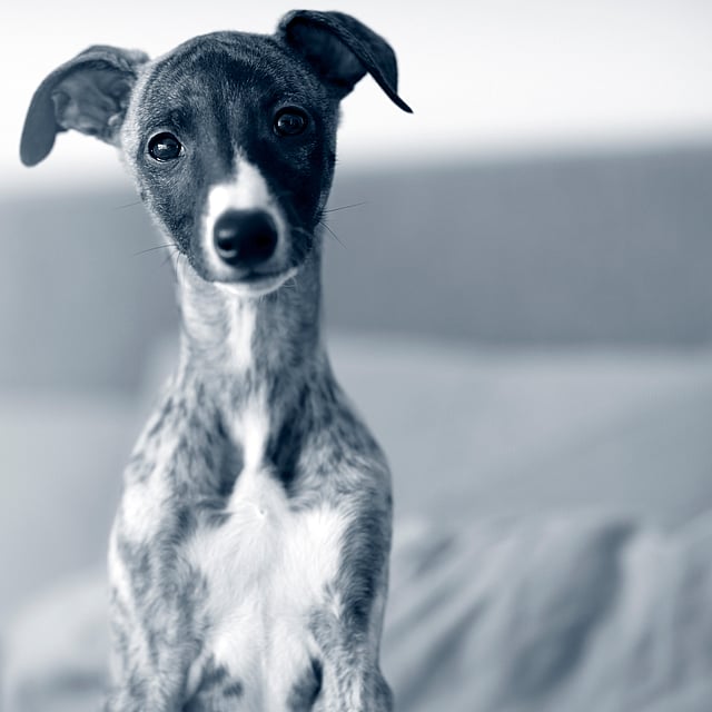 Whippet-valp sitter och tittar in i kameran.